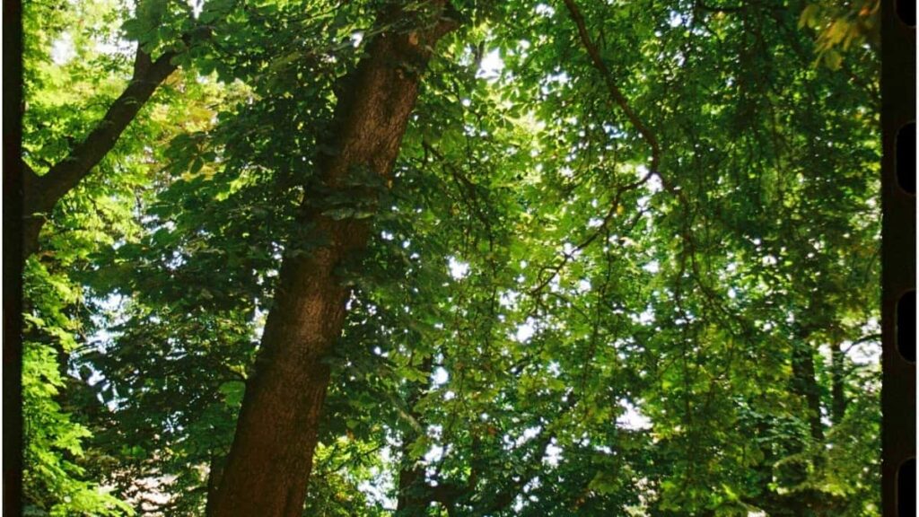 2025 में फेसबुक इन्फ्लुएंसर कैसे नेपाल ब्रांड्स से करें कोलैबोरेशन