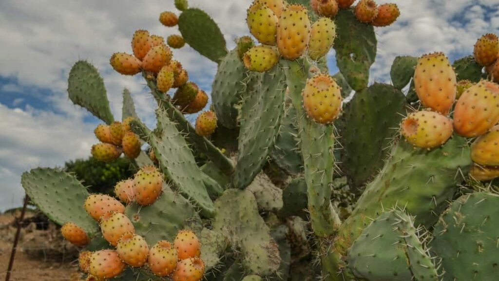2025 Mexico Instagram विज्ञापन दर कार्ड भारत के लिए पूरी गाइड