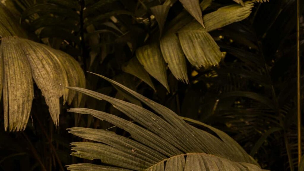 Reddit Australian step-by-step ,