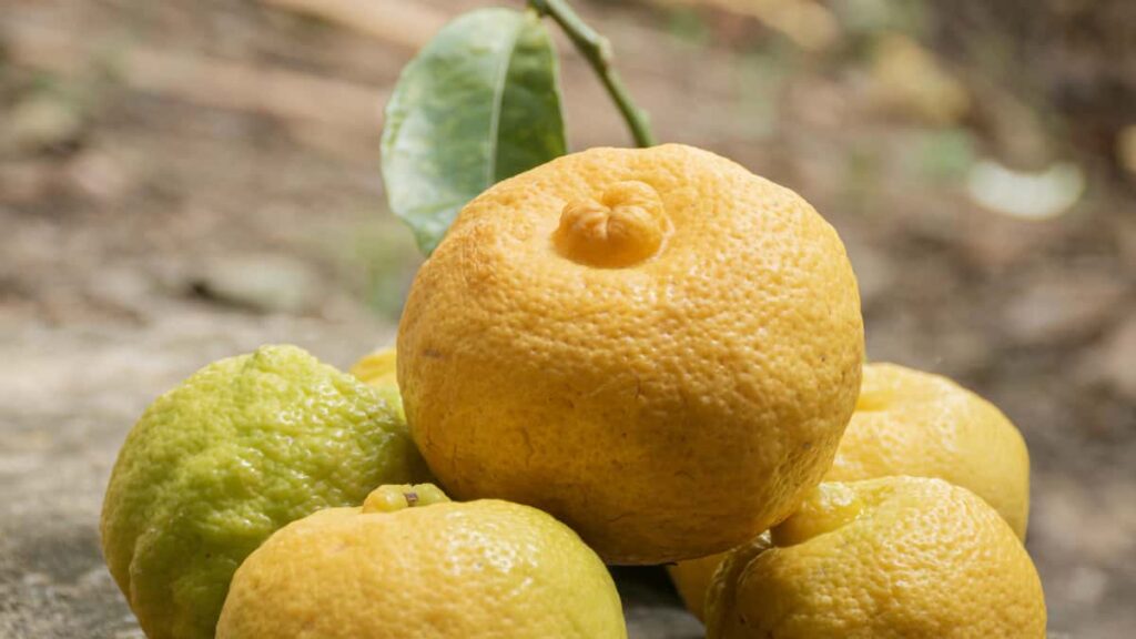 Switzerland Twitch , , -