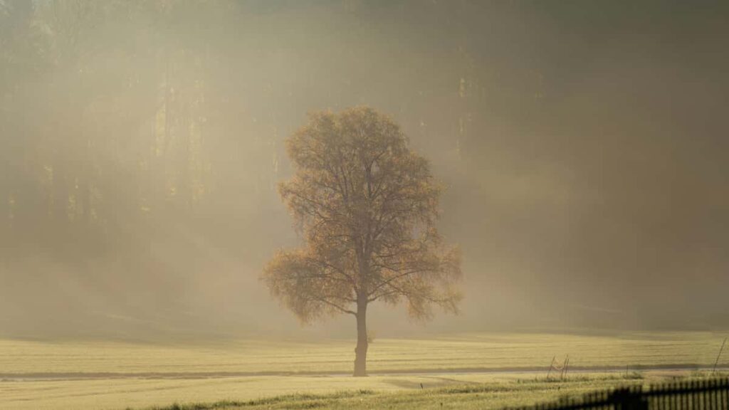 Taobao Iceland , 2026