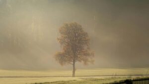 Taobao Iceland , 2026