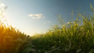 -- : Tanzania , Twitch limited-time