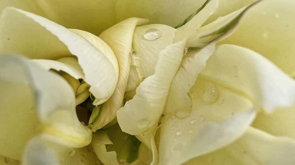 Roposo Cyprus , , -,